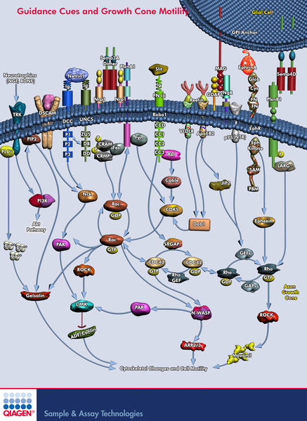 File:Guidance Cues and Growth Cone Motility (qiagen).jpg